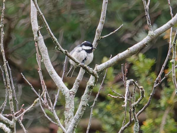 <h3><a href="/trips/ebro/biota/animalia/chordata/aves/040 passeriformes/069 paridae/periparus ater/periparus ater-nl.html">Periparus&nbsp;ater</a> / Coal&nbsp;tit / Zwarte&nbsp;mees</h3>OM-1 met M.40-150mm F2.8 + MC-14, 1/2000 sec  bij F5.6, ISO 6400, afstand 22.8&nbsp;m